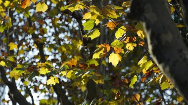 Sonbahar manzarası Sonbaharda ağaçlarda sarı altın yapraklar