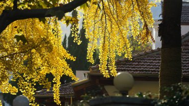 Sonbahar manzarası Sonbaharda ağaçlarda sarı altın yapraklar
