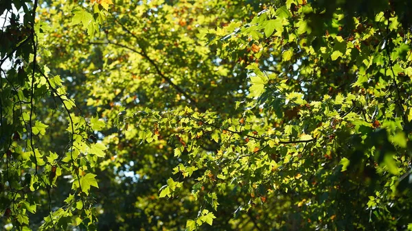 Podzimní Pohled Žlutými Zlatými Listy Stromech Podzim — Stock fotografie