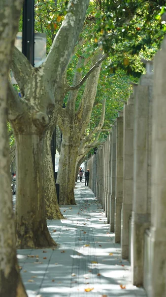 Het Uitzicht Weg Met Groene Bomen Langs Beide Zijden Shanghai — Stockfoto