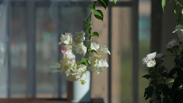 Vackra Blommorna Blommar Trädgården Den Varma Årstiden — Stockfoto