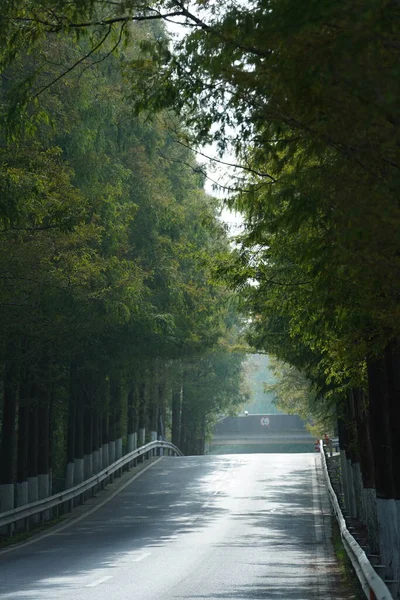 Pohled Silnici Zelenými Stromy Obou Stranách Šanghaji Létě — Stock fotografie