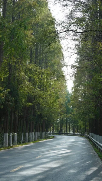 Θέα Στο Δρόμο Πράσινα Δέντρα Κατά Μήκος Των Δύο Πλευρών — Φωτογραφία Αρχείου