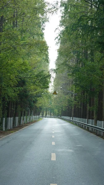 Widok Drogi Zielonymi Drzewami Wzdłuż Obu Stron Szanghaju Latem — Zdjęcie stockowe