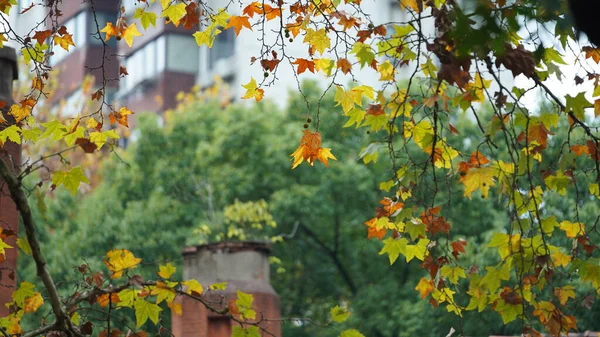 Осенний Вид Желтыми Золотыми Листьями Деревьях Осенью — стоковое фото