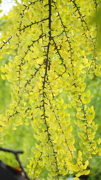 Höstutsikten Med Gula Gyllene Bladen Träden Hösten — Stockfoto