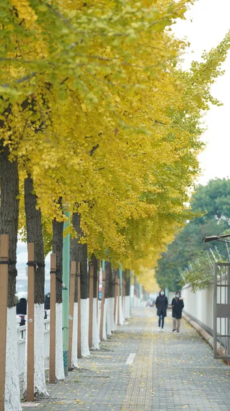 Vista Outono Com Folhas Douradas Amarelas Nas Árvores Outono — Fotografia de Stock