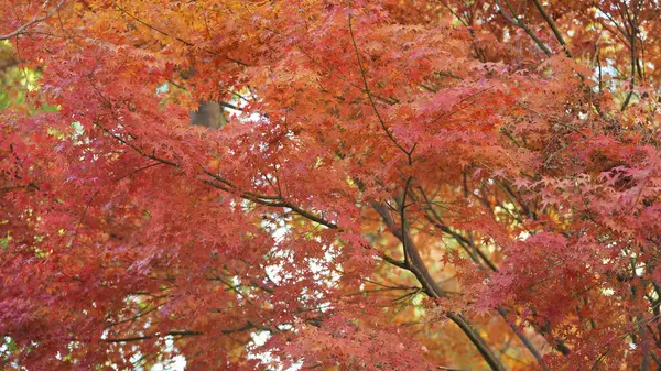 Het Herfstbeeld Met Geelgouden Bladeren Aan Bomen Herfst — Stockfoto