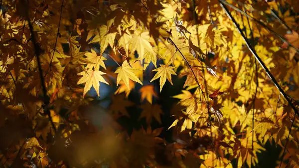 Осінній Вид Жовтим Золотим Листям Деревах Восени — стокове фото