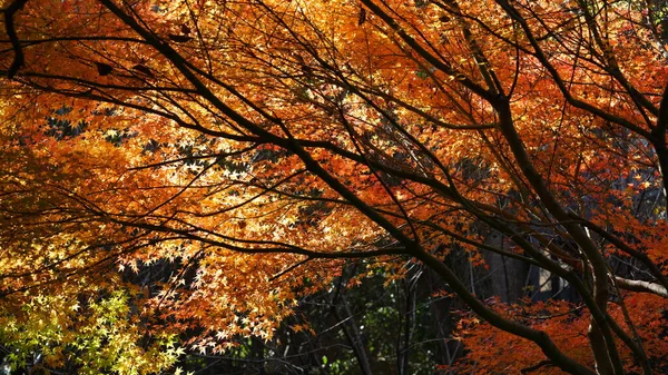 秋には木々の上に黄色の黄金の葉を持つ秋の景色 — ストック写真