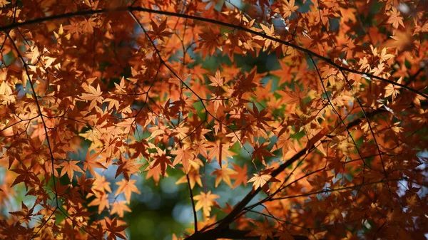 Syksyn Näkymä Keltaisilla Kultaisilla Lehdillä Puissa Syksyllä — kuvapankkivalokuva