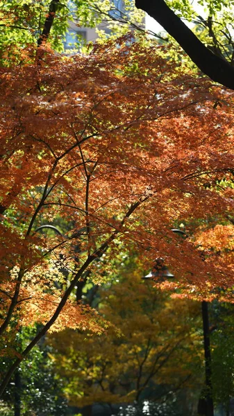 秋には木々の上に黄色の黄金の葉を持つ秋の景色 — ストック写真