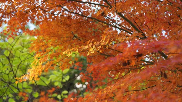 Jesienny Widok Żółtymi Złotymi Liśćmi Drzewach Jesienią — Zdjęcie stockowe
