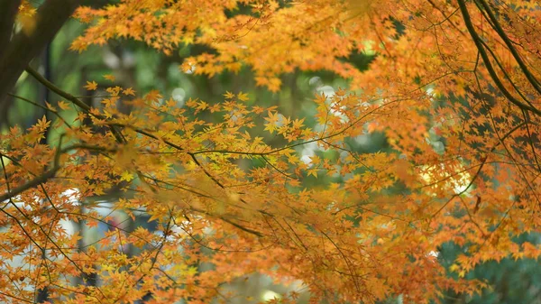 Φθινοπωρινή Θέα Κίτρινα Χρυσά Φύλλα Στα Δέντρα Φθινόπωρο — Φωτογραφία Αρχείου