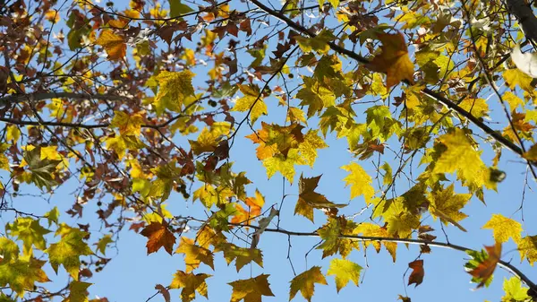 Der Herbstblick Mit Den Gelben Goldenen Blättern Den Bäumen Herbst — Stockfoto