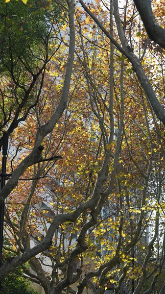 Jesienny Widok Żółtymi Złotymi Liśćmi Drzewach Jesienią — Zdjęcie stockowe
