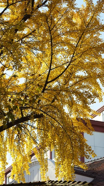 Őszi Kilátás Sárga Arany Levelekkel Fákon Ősszel — Stock Fotó