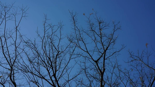 清澈的蓝天 冬天光秃秃的树木映衬着 — 图库照片