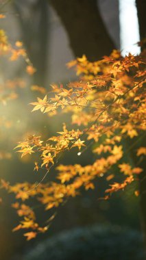 Sonbahar manzarası Sonbaharda ağaçlarda sarı altın yapraklar