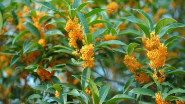 Bahçede açan güzel çiçekler ılık mevsimde