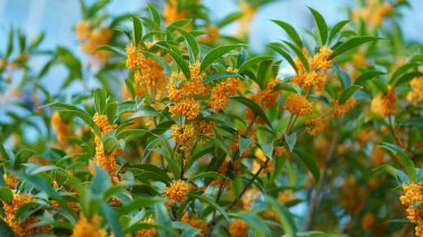 Bahçede açan güzel çiçekler ılık mevsimde