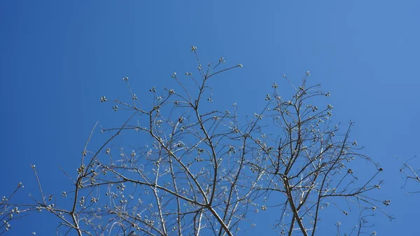 Vista Clara Céu Azul Com Árvores Nuas Inverno — Fotografia de Stock