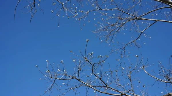 Het Heldere Blauwe Uitzicht Lucht Met Kale Bomen Winter — Stockfoto