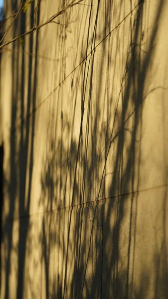 stock image The trees' shadow projected on the wall with the warm sunset sunlight