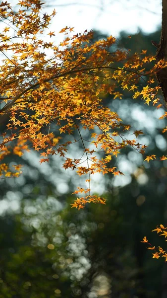 Het Herfstbeeld Met Geelgouden Bladeren Aan Bomen Herfst — Stockfoto