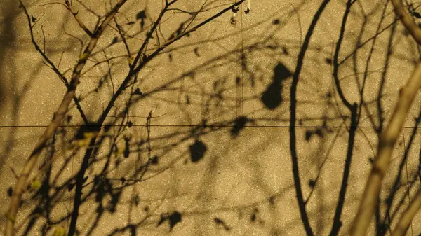 stock image The trees' shadow projected on the wall with the warm sunset sunlight