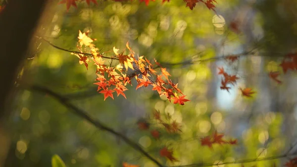 Sonbahar Manzarası Sonbaharda Ağaçlarda Sarı Altın Yapraklar — Stok fotoğraf