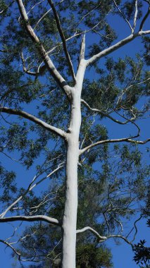 Çin 'in güneyinde yeşil büyük ağaçların olduğu park manzarası.