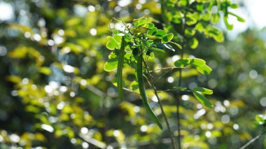 Baharda ağaçlarda taze yapraklar olan park manzarası.