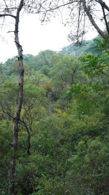 Çin 'in güneyinde yeşil büyük ağaçların olduğu park manzarası.