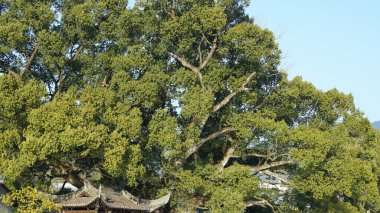 Çin 'in eski geleneksel köyünde yer alan eski ve büyük ağaç.