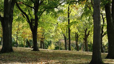 Sonbaharda ağaçlardaki renkli ve güzel yapraklar