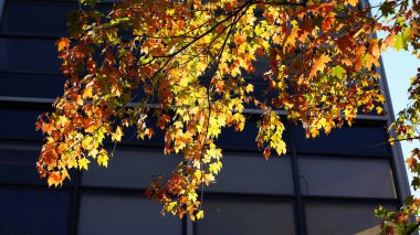 Sonbaharda ağaçlardaki renkli ve güzel yapraklar