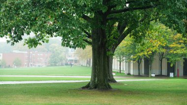 Bahçedeki yeşil çayır manzarası