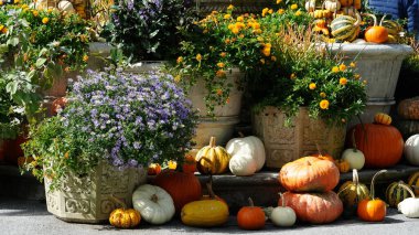 Cadılar bayramı için çiçekler ve balkabağı manzarası