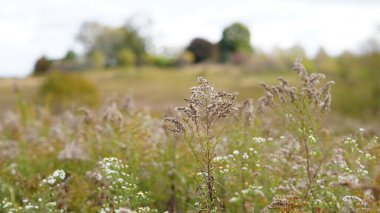 Sonbaharda ağaçlardaki renkli ve güzel yapraklar
