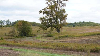 Sonbaharda ağaçlardaki renkli ve güzel yapraklar