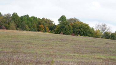 Sonbaharda ağaçlardaki renkli ve güzel yapraklar