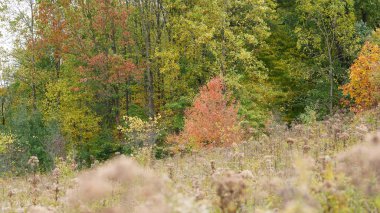 Sonbaharda ağaçlardaki renkli ve güzel yapraklar