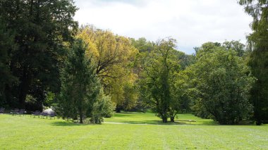 Sonbaharda ağaçlardaki renkli ve güzel yapraklar
