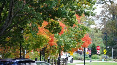 Sonbaharda ağaçlardaki renkli ve güzel yapraklar