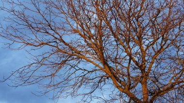 Sonbaharda ağaçlardaki renkli ve güzel yapraklar