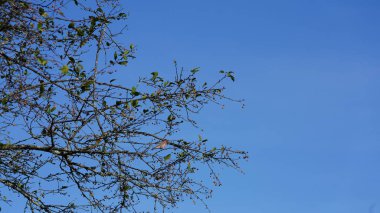 Ağaçta kırmızı meyvelerle dolu sonbahar manzarası