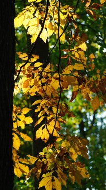 Parkta renkli ağaçlar ve yapraklarla güzel sonbahar manzarası