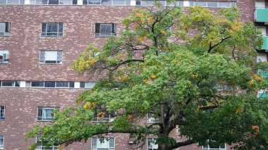 Renkli ağaçlar ve yapraklarla dolu güzel kampüs sonbahar manzarası yağmurlu bir günde