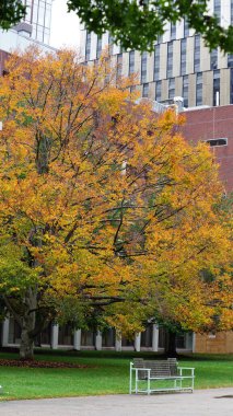 Renkli ağaçlar ve yapraklarla dolu güzel kampüs sonbahar manzarası yağmurlu bir günde